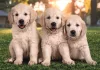 Puzzle, állatkölykök, 2x60 db, 29x19 cm dob.
