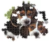 Puzzle, 2 db kiskutya, poszterrel, 500 db, 25x18 cm dob.