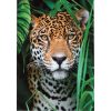 Clementoni, Jaguár puzzle, poszterrel 500 db-os