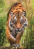 Clementoni Puzzle, tigris, poszterrel, 1000 db