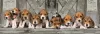 Puzzle, Beagle kutyák, poszterrel, 1000 db, 33x18 cm dob.