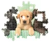 Puzzle, 3 db labdrador kutya, poszterrel, 1000 db, 28x20 cm dob.